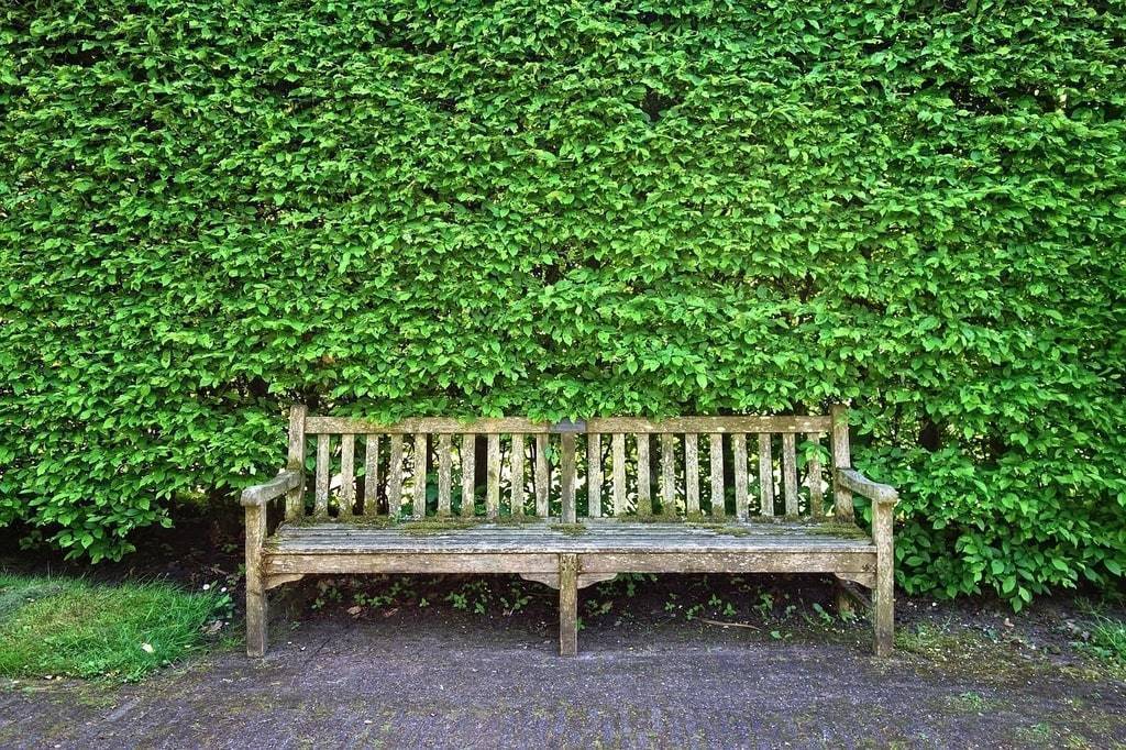 Tailler un arbre sans nuire à sa croissance